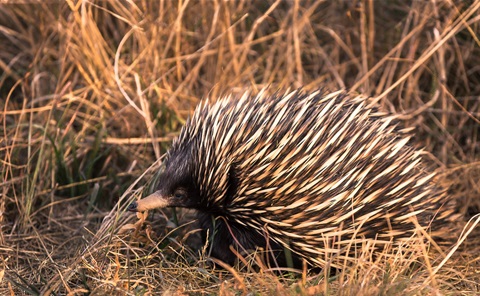 Echidna at Gilgandra.jpg