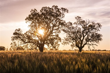 Sunset field